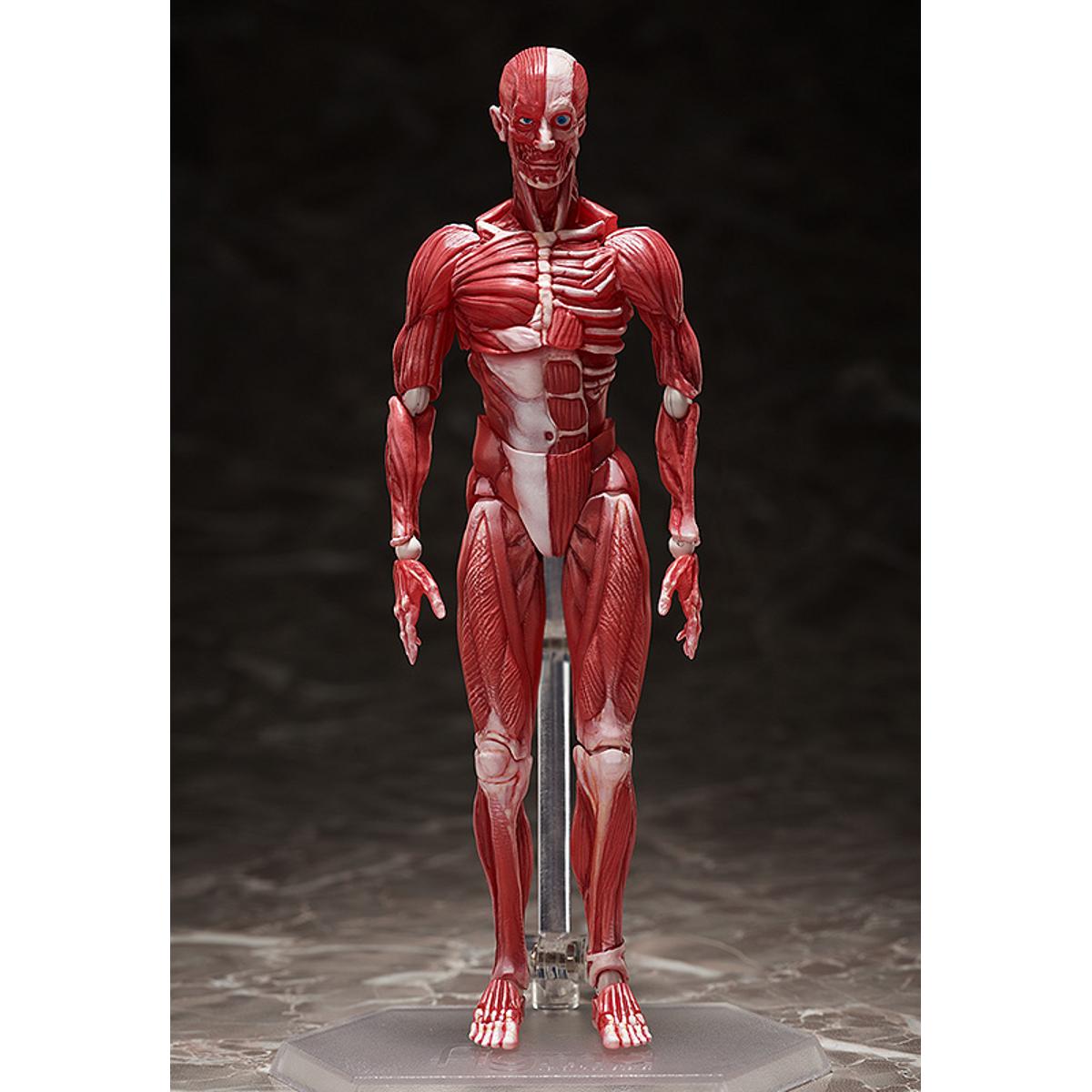 figma Human Anatomical Model